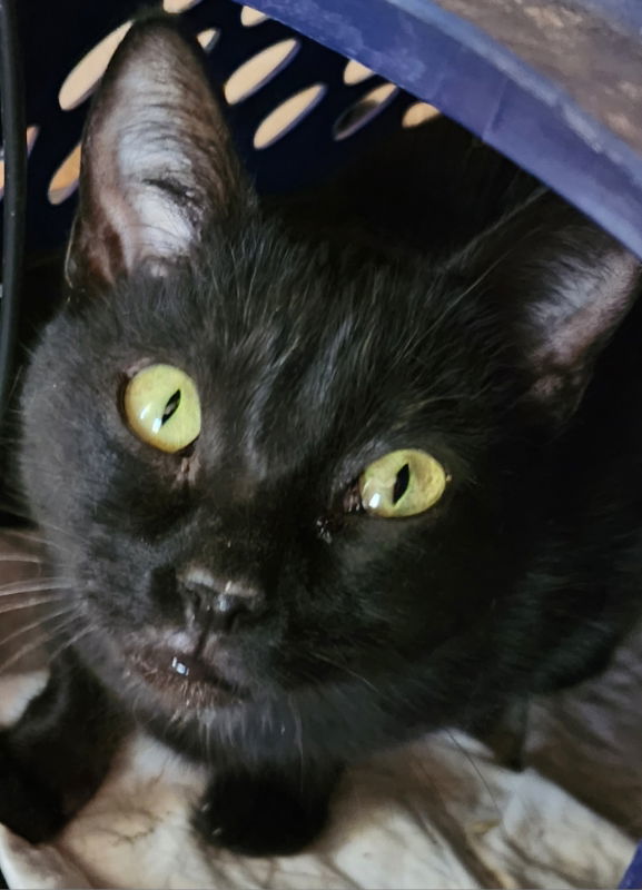 Mattina, an adoptable Domestic Short Hair, Tuxedo in Pineville, LA, 71361 | Photo Image 3