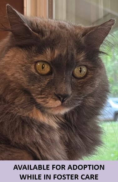 Kitty
