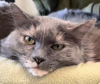 Kitty