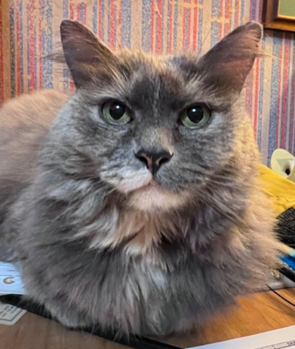 Kitty, an adoptable Domestic Long Hair, Domestic Short Hair in Eugene, OR, 97402 | Photo Image 2