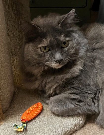 Kitty, an adoptable Domestic Long Hair, Domestic Short Hair in Eugene, OR, 97402 | Photo Image 3