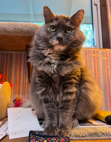 Kitty, an adoptable Domestic Long Hair, Domestic Short Hair in Eugene, OR, 97402 | Photo Image 3