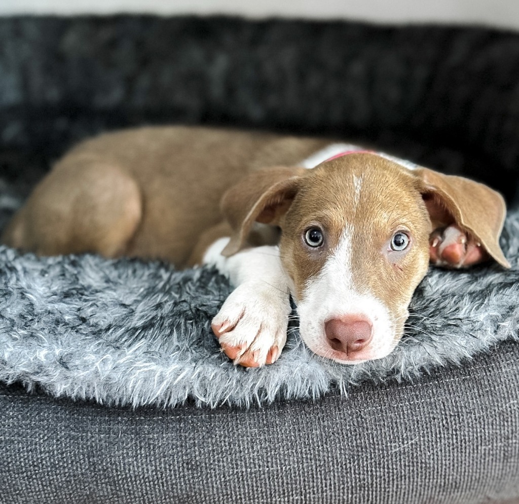 Emmy, an adoptable Mixed Breed, Labrador Retriever in San Juan de Abajo, NAY, 63732 | Photo Image 1