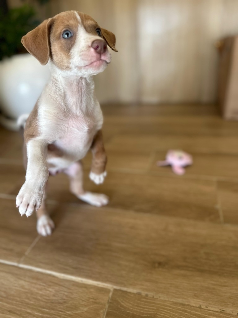 Emmy, an adoptable Mixed Breed, Labrador Retriever in San Juan de Abajo, NAY, 63732 | Photo Image 2