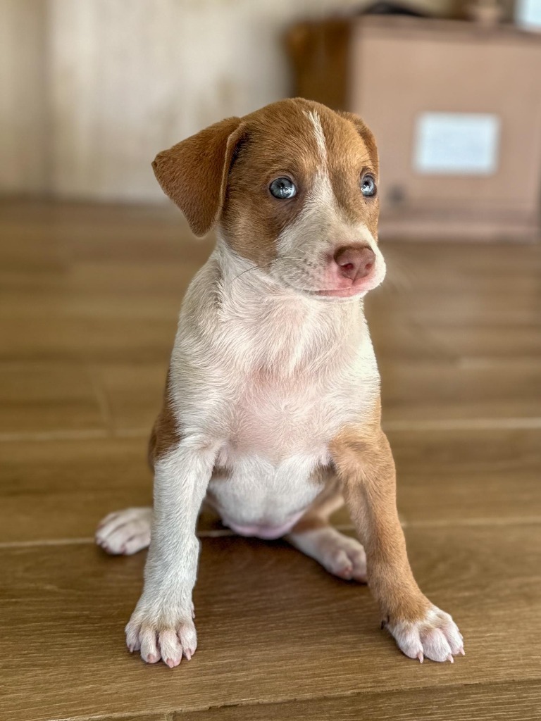 Emmy, an adoptable Mixed Breed, Labrador Retriever in San Juan de Abajo, NAY, 63732 | Photo Image 3