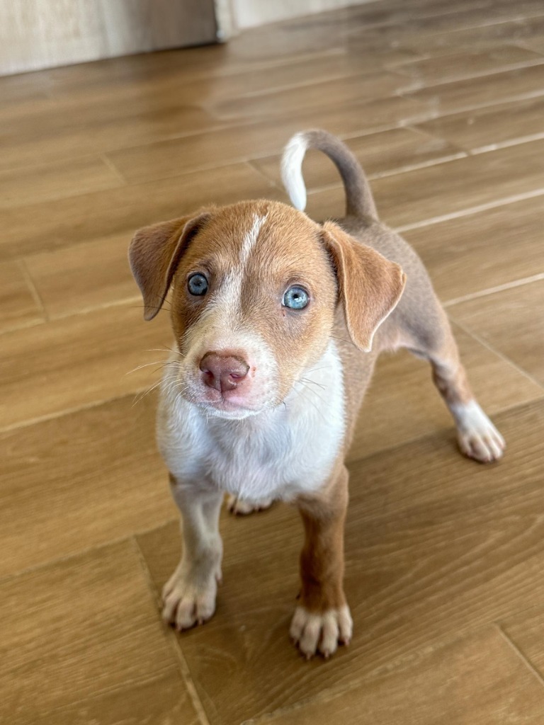 Emmy, an adoptable Mixed Breed, Labrador Retriever in San Juan de Abajo, NAY, 63732 | Photo Image 4