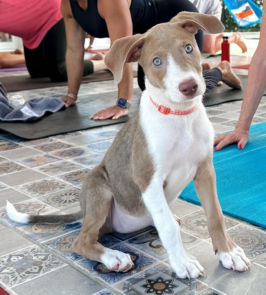 Emmy, an adoptable Mixed Breed, Labrador Retriever in San Juan de Abajo, NAY, 63732 | Photo Image 5