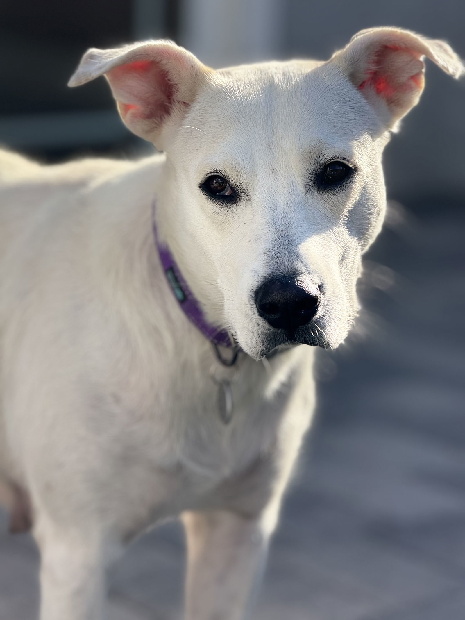 Willow