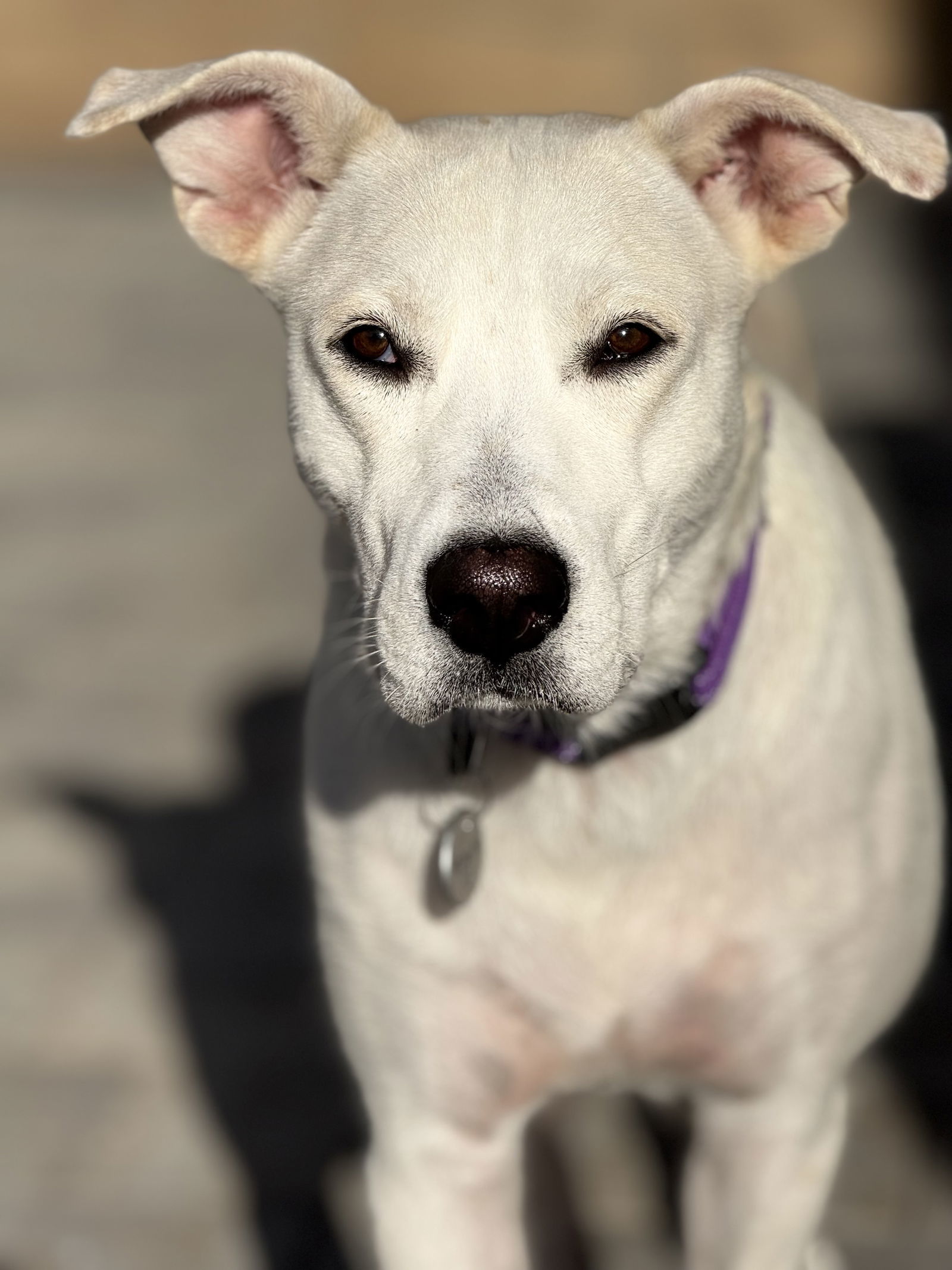 Willow