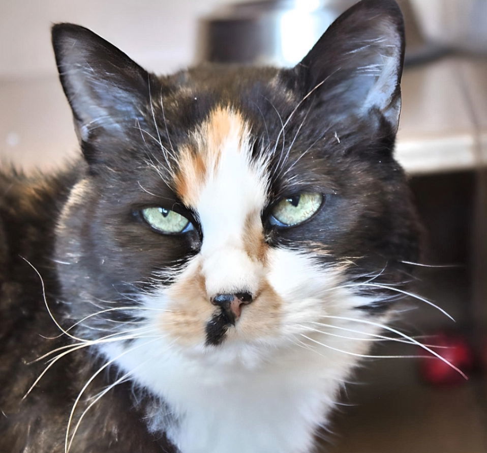 Tater, an adoptable Domestic Short Hair in Laramie, WY, 82073 | Photo Image 1