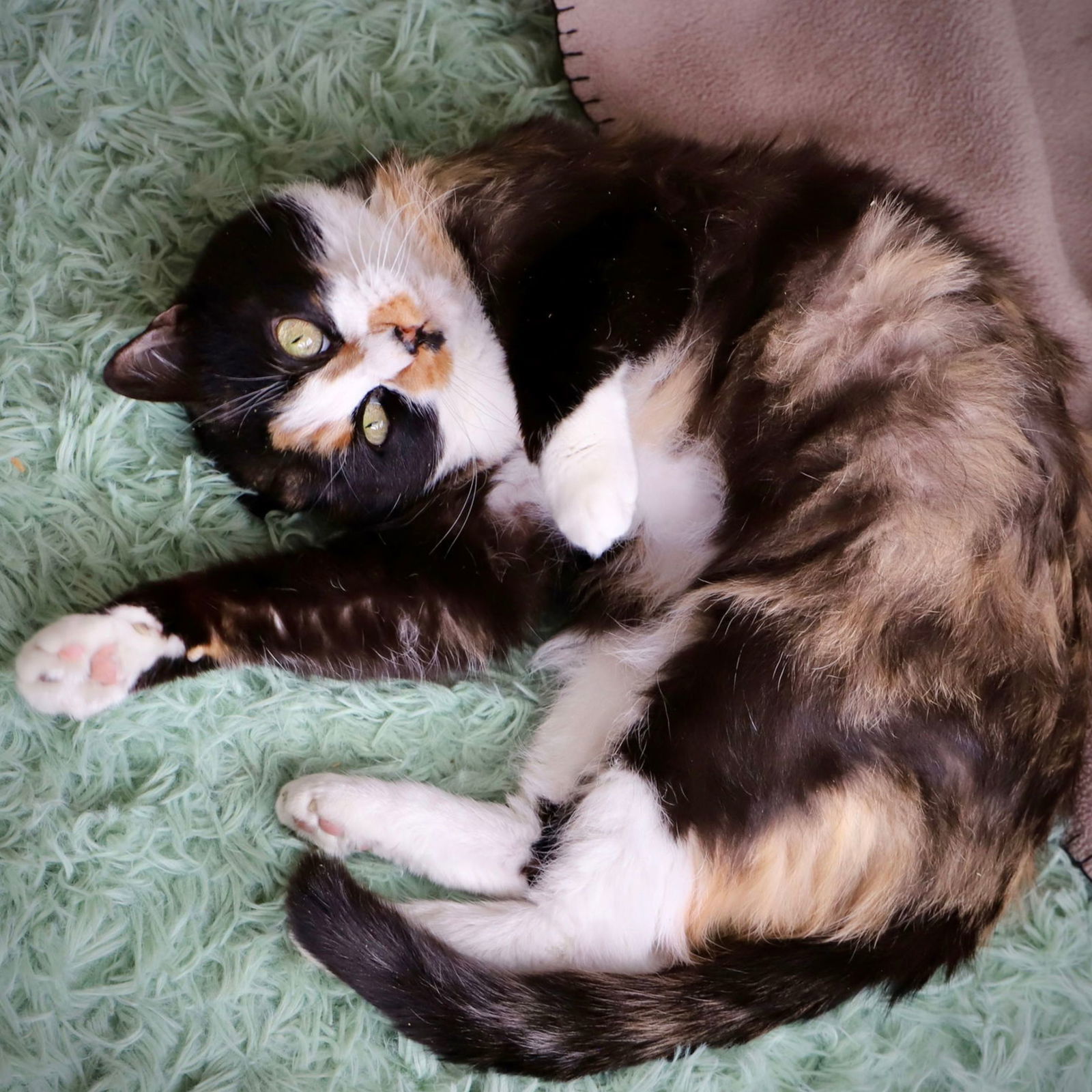 Tater, an adoptable Domestic Short Hair in Laramie, WY, 82073 | Photo Image 1