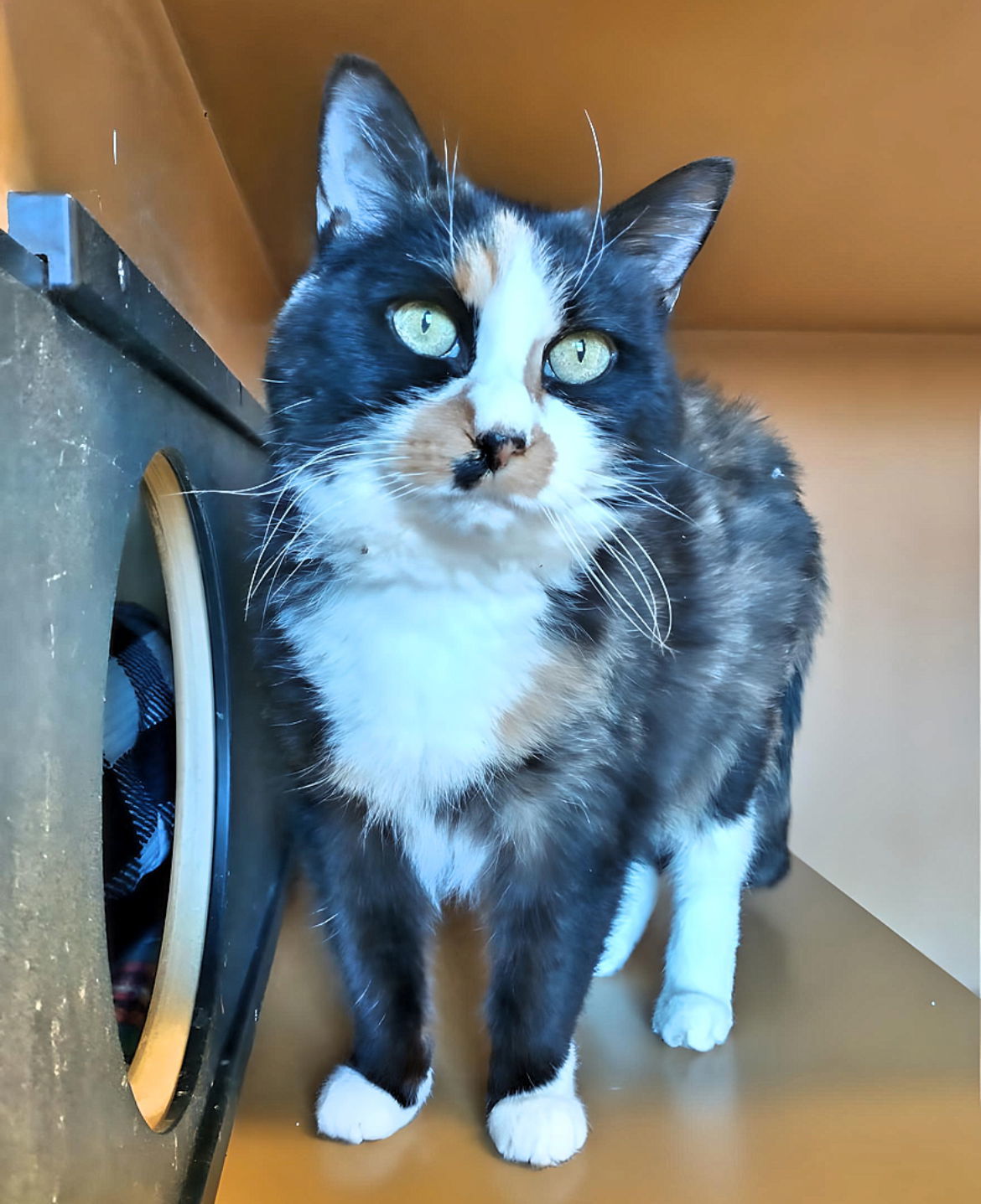 Tater, an adoptable Domestic Short Hair in Laramie, WY, 82073 | Photo Image 2