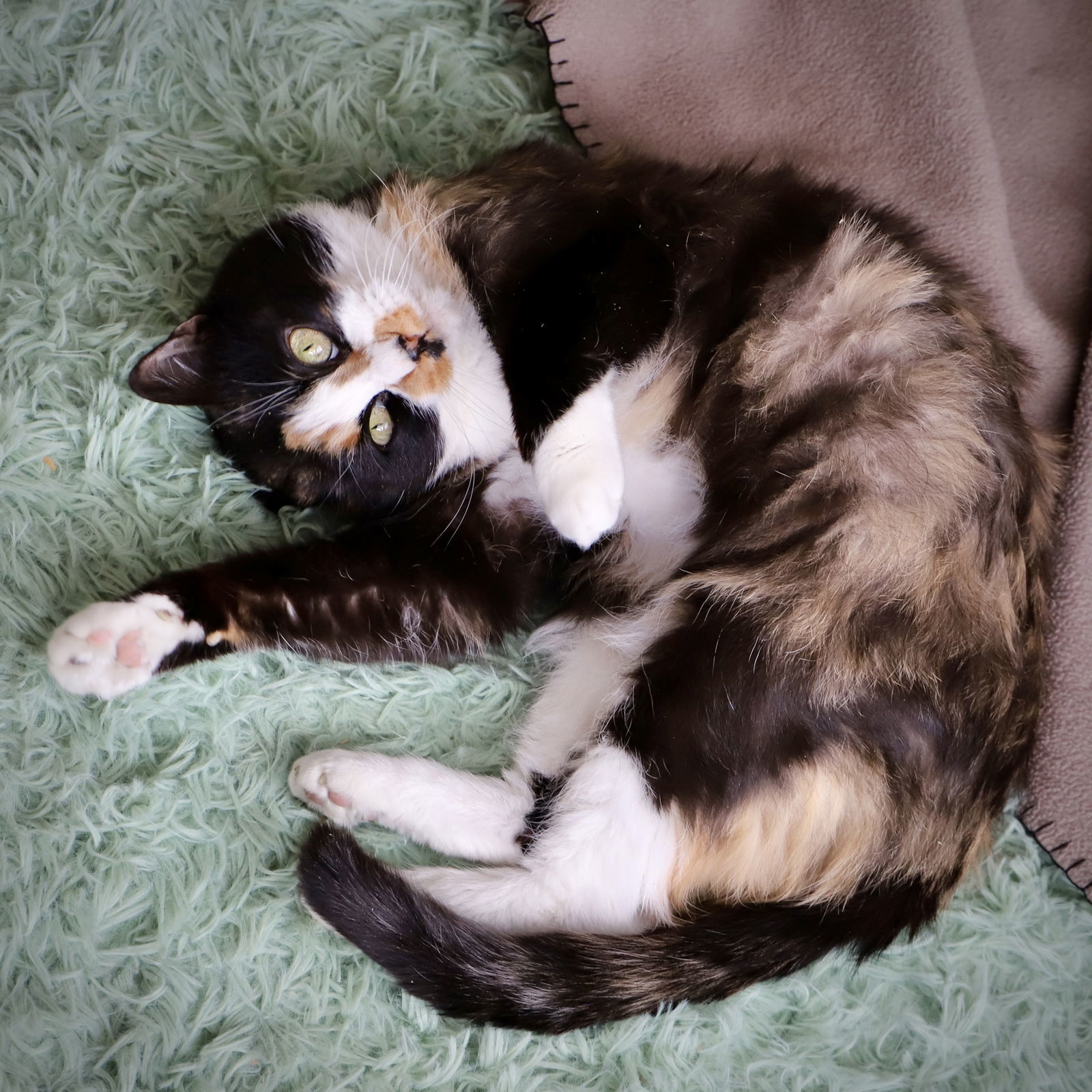 Tater, an adoptable Domestic Short Hair in Laramie, WY, 82073 | Photo Image 2