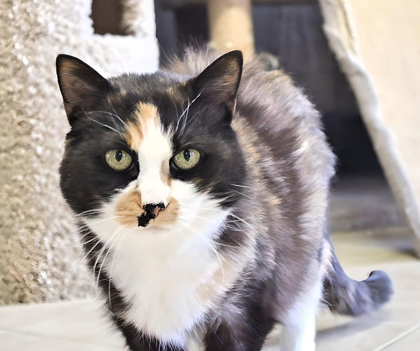 Tater, an adoptable Domestic Short Hair in Laramie, WY, 82073 | Photo Image 3