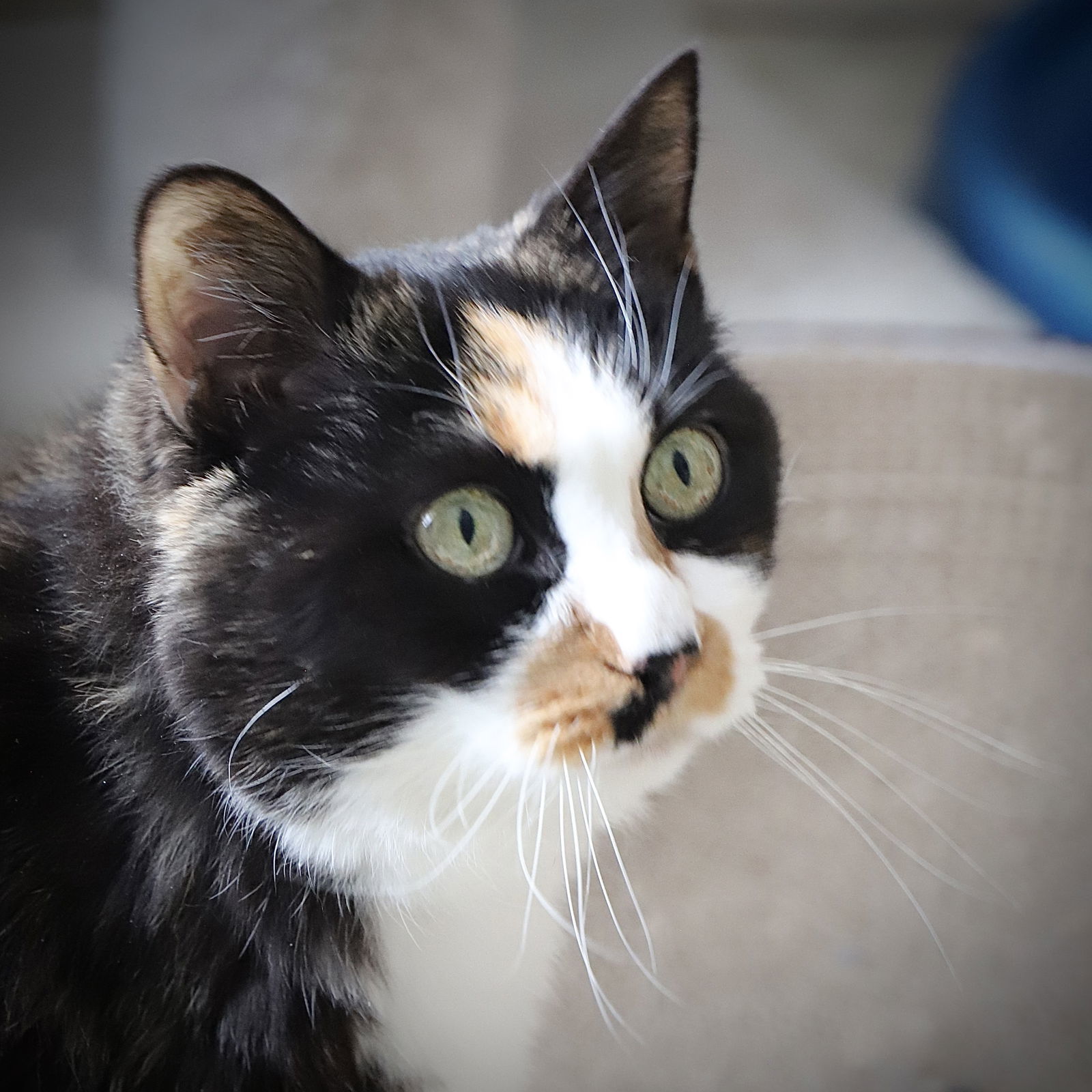 Tater, an adoptable Domestic Short Hair in Laramie, WY, 82073 | Photo Image 3