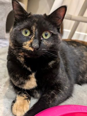 Minnie Mouse, Young Female Domestic Short Hair