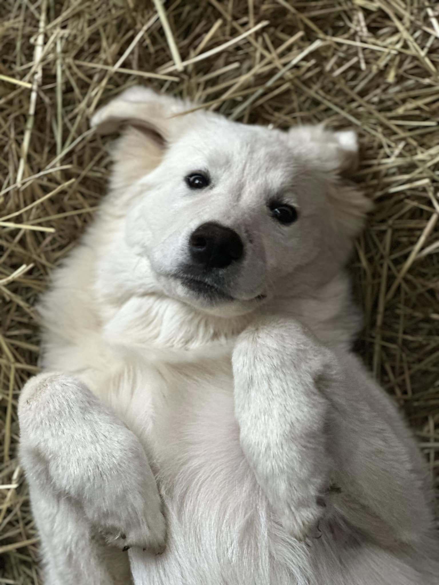 Chloe, an adoptable Great Pyrenees in Midway, UT, 84049 | Photo Image 2