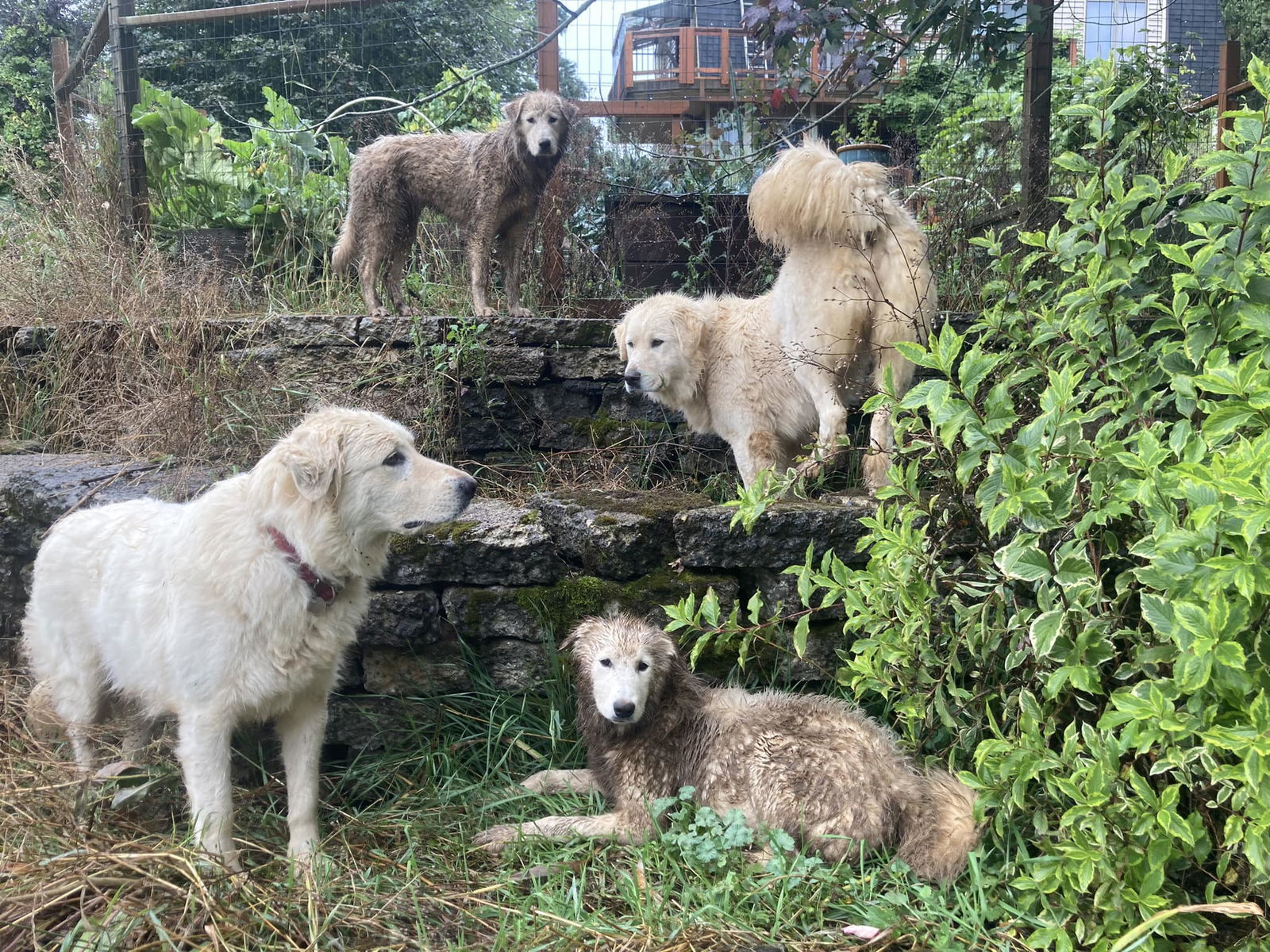 Sophie, an adoptable Great Pyrenees in Midway, UT, 84049 | Photo Image 1