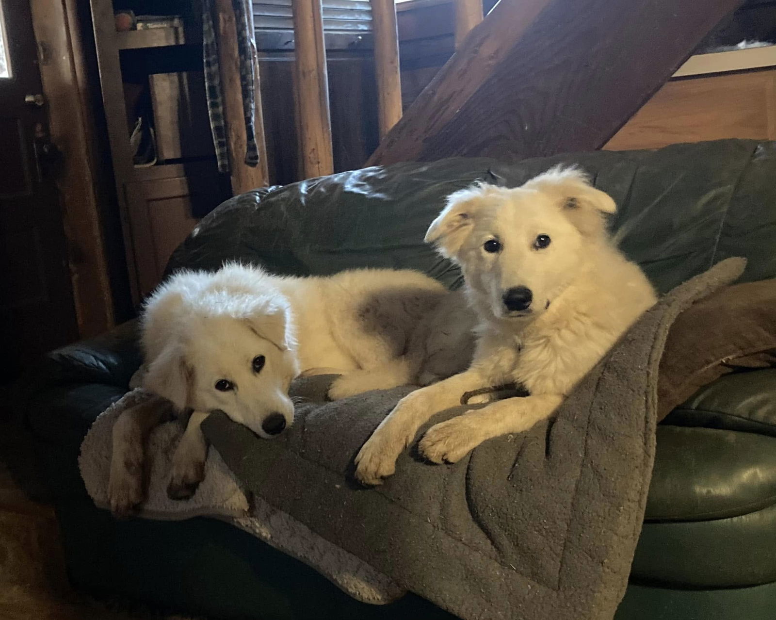 Sophie, an adoptable Great Pyrenees in Midway, UT, 84049 | Photo Image 3
