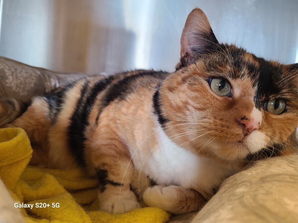 Hazel, an adoptable Domestic Short Hair, Calico in Challis, ID, 83226 | Photo Image 1