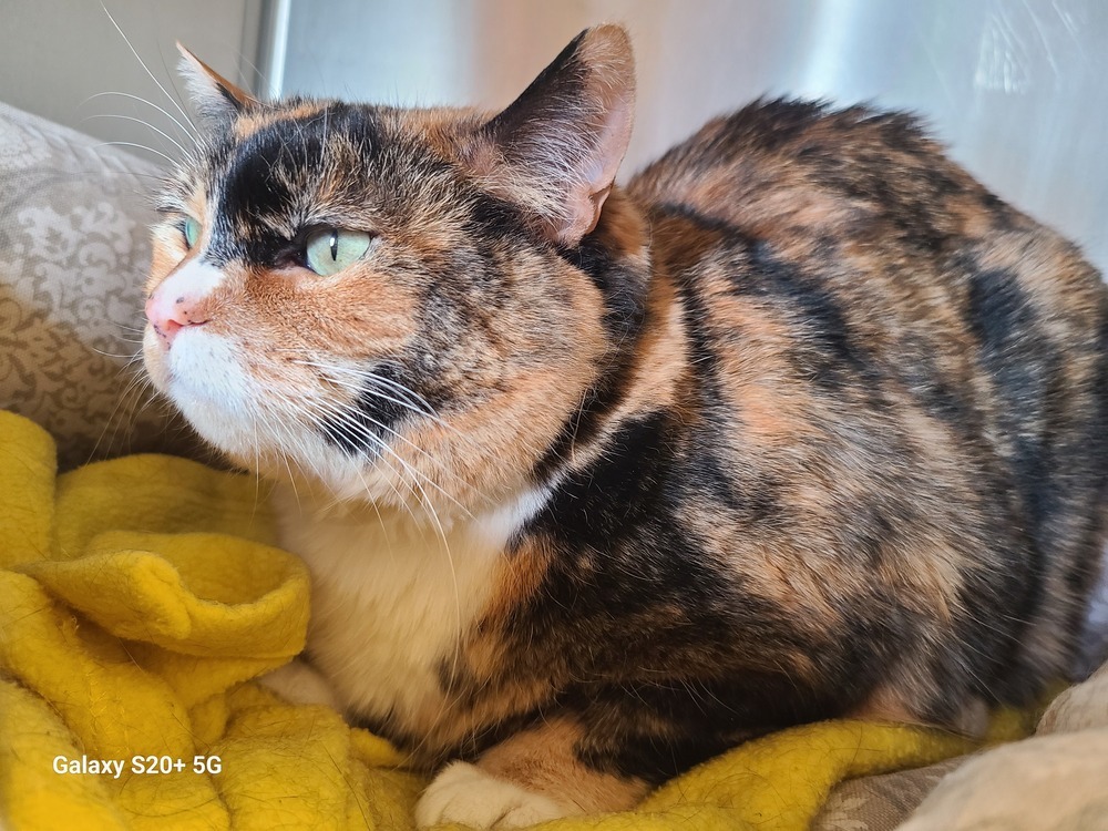 Hazel, an adoptable Domestic Short Hair, Calico in Challis, ID, 83226 | Photo Image 2