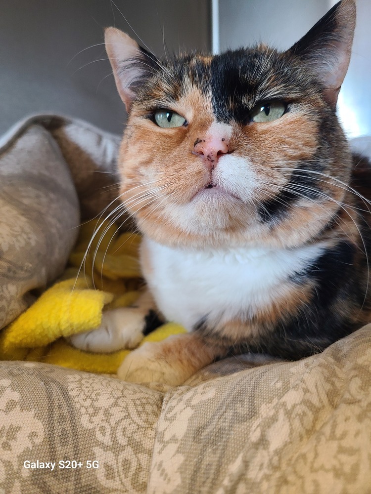 Hazel, an adoptable Domestic Short Hair, Calico in Challis, ID, 83226 | Photo Image 3