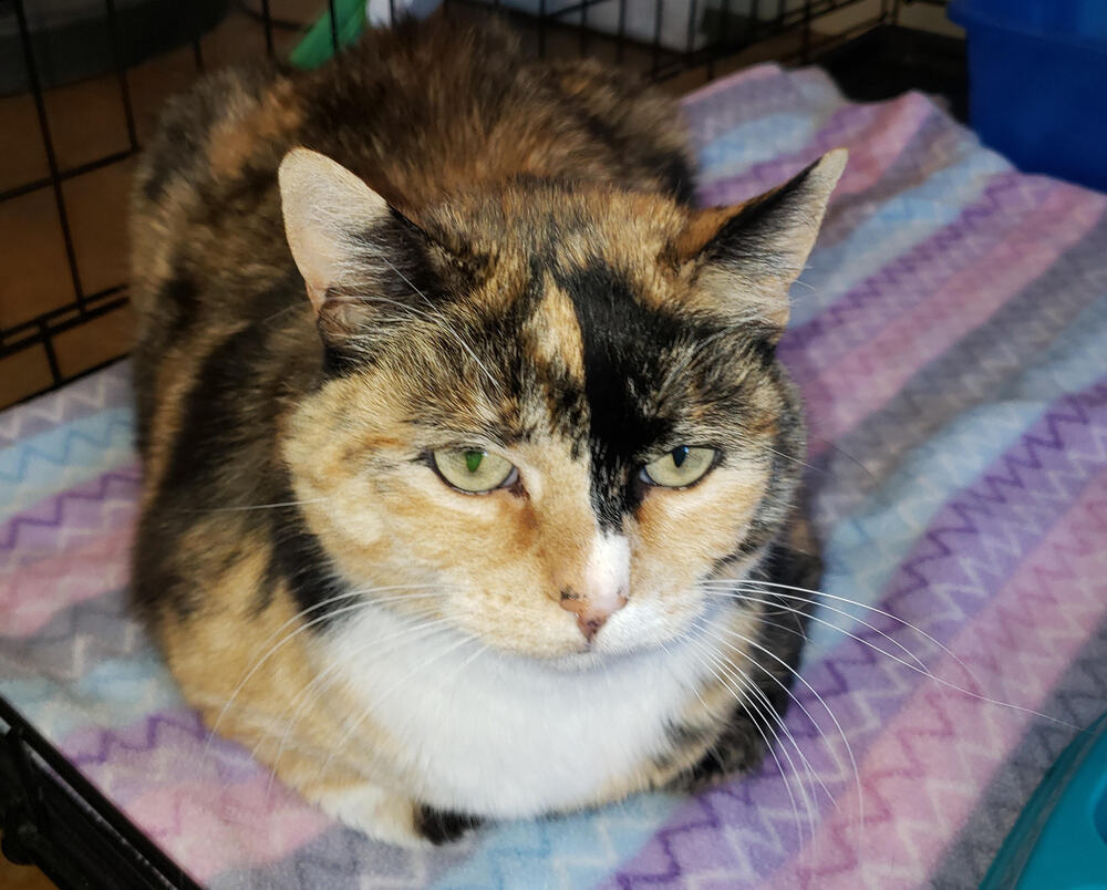 Hazel, an adoptable Domestic Short Hair, Calico in Challis, ID, 83226 | Photo Image 4