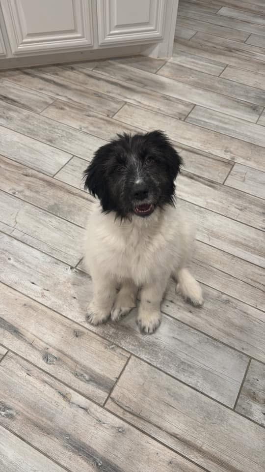 25-025 Juliet, an adoptable Aussiedoodle in Richardson, TX, 75080 | Photo Image 1