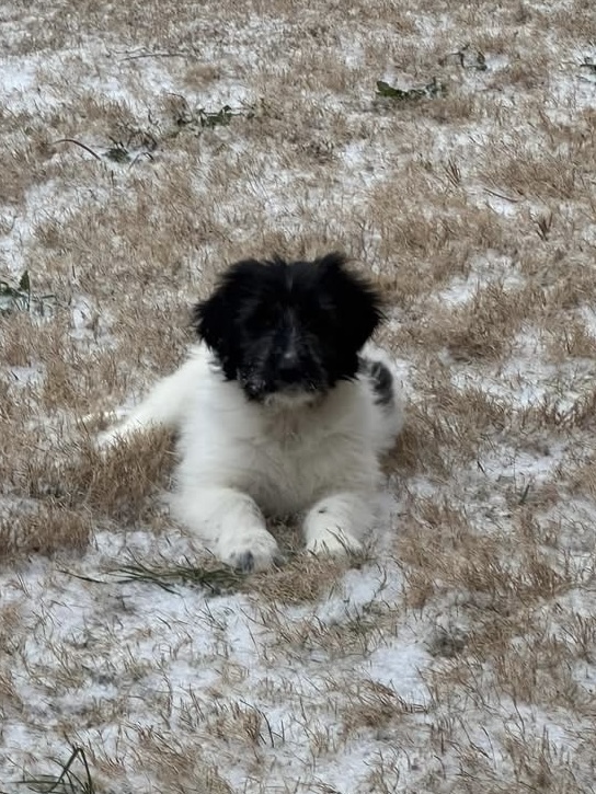 25-025 Juliet, an adoptable Aussiedoodle in Richardson, TX, 75080 | Photo Image 3