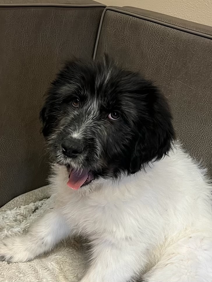 25-025 Juliet, an adoptable Aussiedoodle in Richardson, TX, 75080 | Photo Image 4