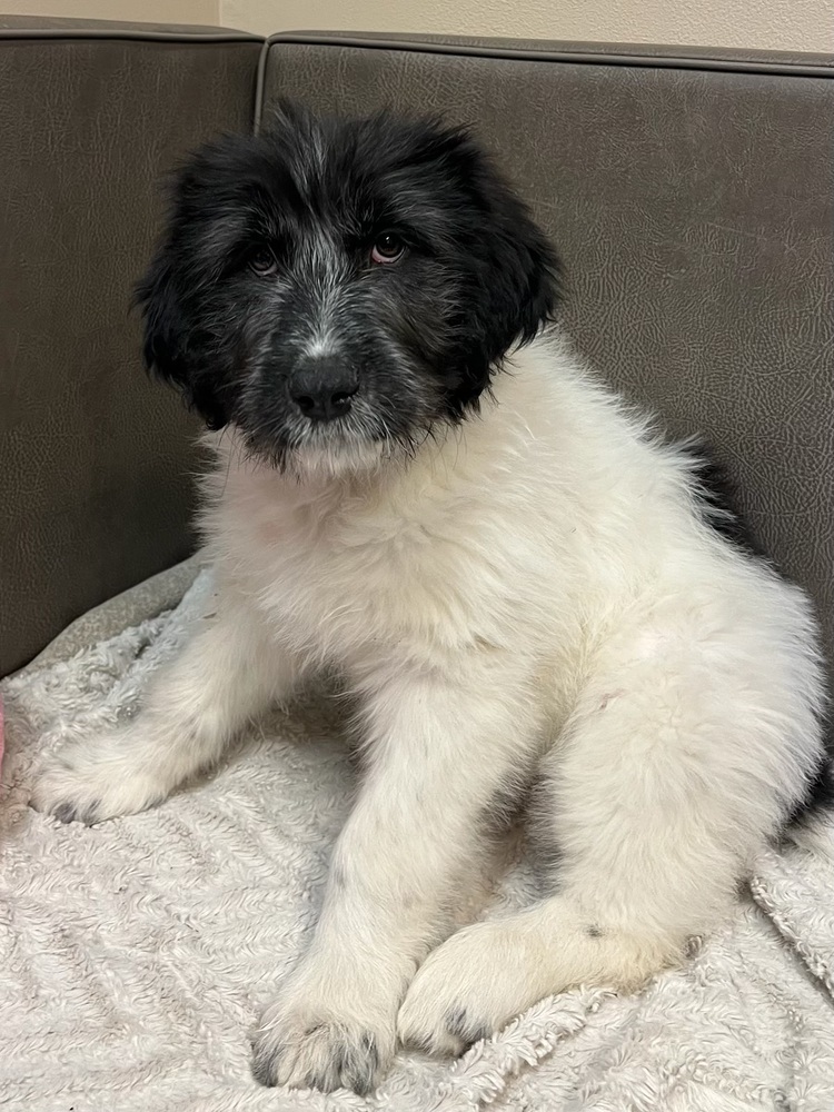 25-025 Juliet, an adoptable Aussiedoodle in Richardson, TX, 75080 | Photo Image 5