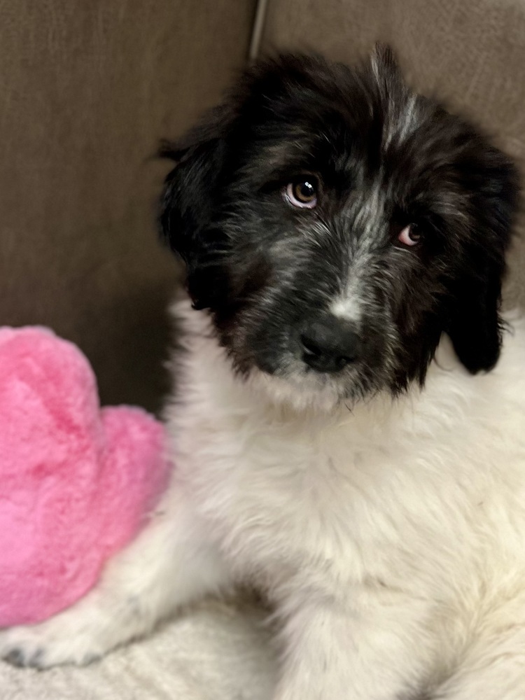 25-025 Juliet, an adoptable Aussiedoodle in Richardson, TX, 75080 | Photo Image 6