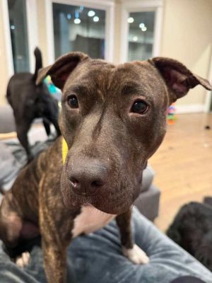 Princess Jasmine, Adult Female Mixed Breed
