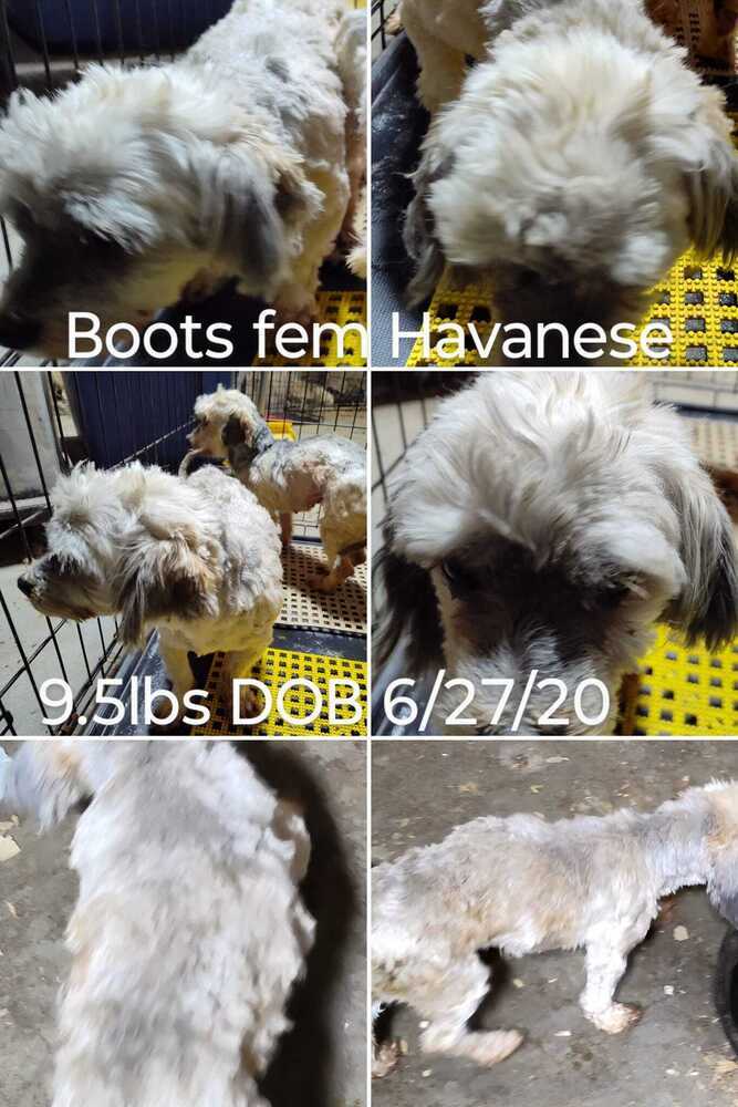 Boots, an adoptable Havanese in Hamilton, MO, 64644 | Photo Image 1
