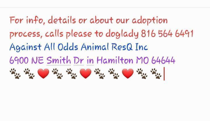 Boots, an adoptable Havanese in Hamilton, MO, 64644 | Photo Image 2
