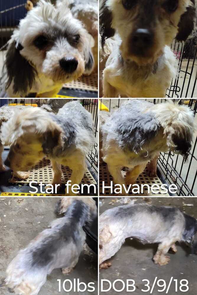 Star, an adoptable Havanese in Hamilton, MO, 64644 | Photo Image 1
