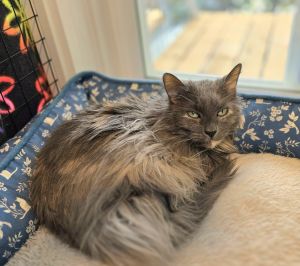 Noel, Senior Female Domestic Medium Hair