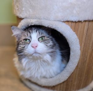 Nicky, Senior Female Domestic Medium Hair