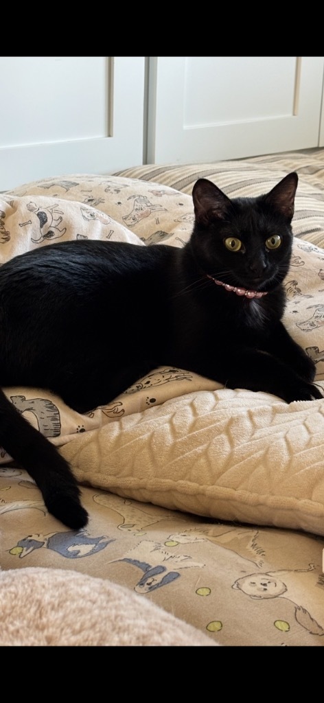 Raven, an adoptable Domestic Short Hair in Olathe, KS, 66062 | Photo Image 1