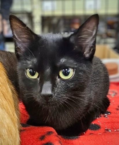 Raven, an adoptable Domestic Short Hair in Olathe, KS, 66062 | Photo Image 2