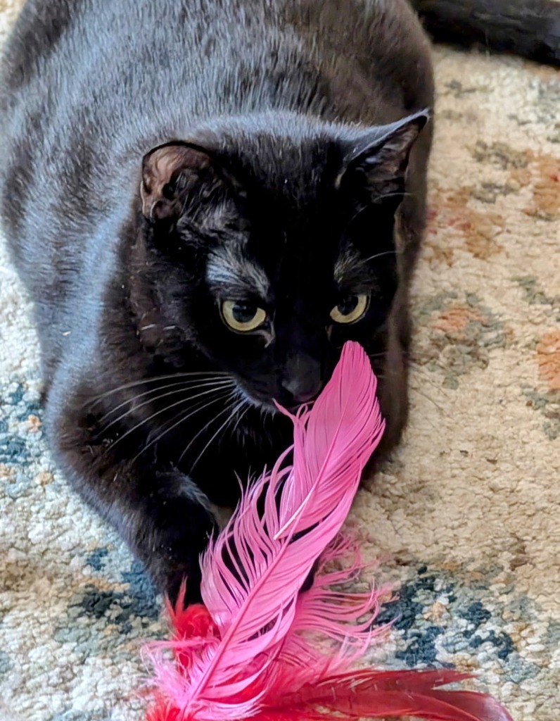 Raven, an adoptable Domestic Short Hair in Olathe, KS, 66062 | Photo Image 3