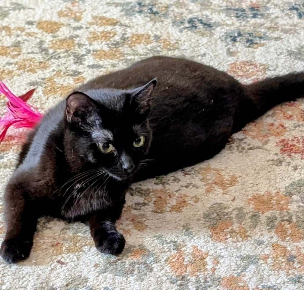 Raven, an adoptable Domestic Short Hair in Olathe, KS, 66062 | Photo Image 4