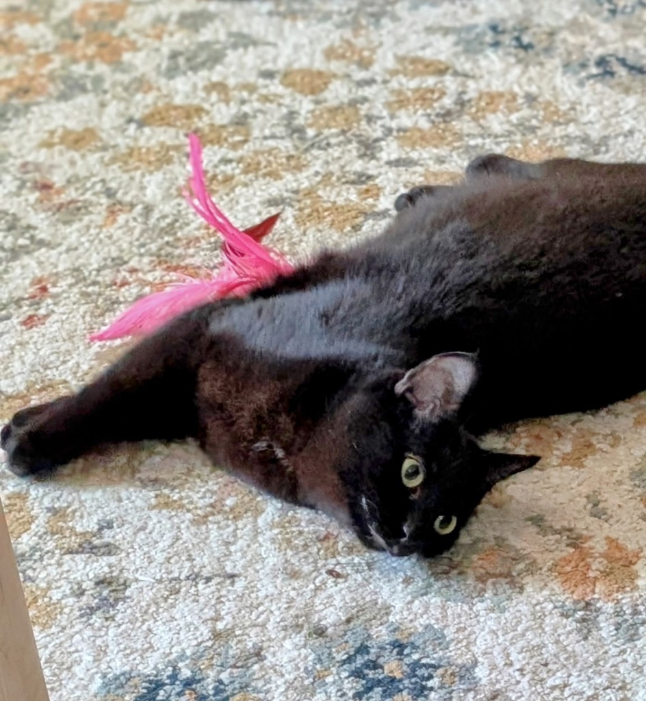 Raven, an adoptable Domestic Short Hair in Olathe, KS, 66062 | Photo Image 5