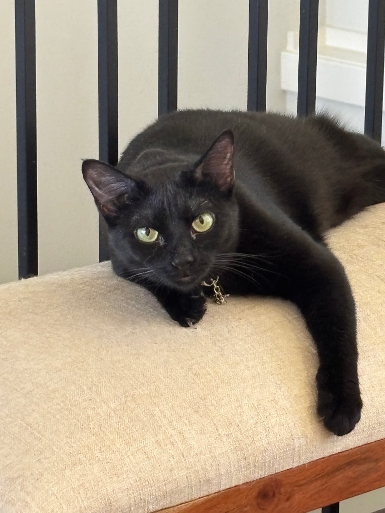 Raven, an adoptable Domestic Short Hair in Olathe, KS, 66062 | Photo Image 6