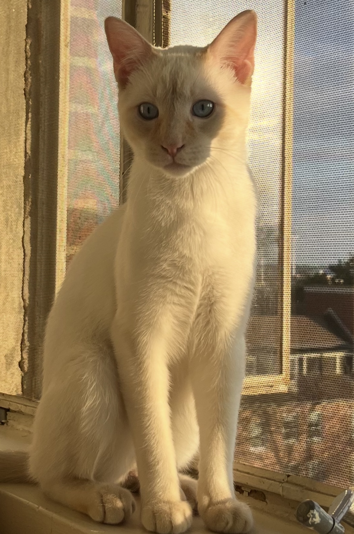 Fancy Feet