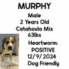 Murphy photo 2