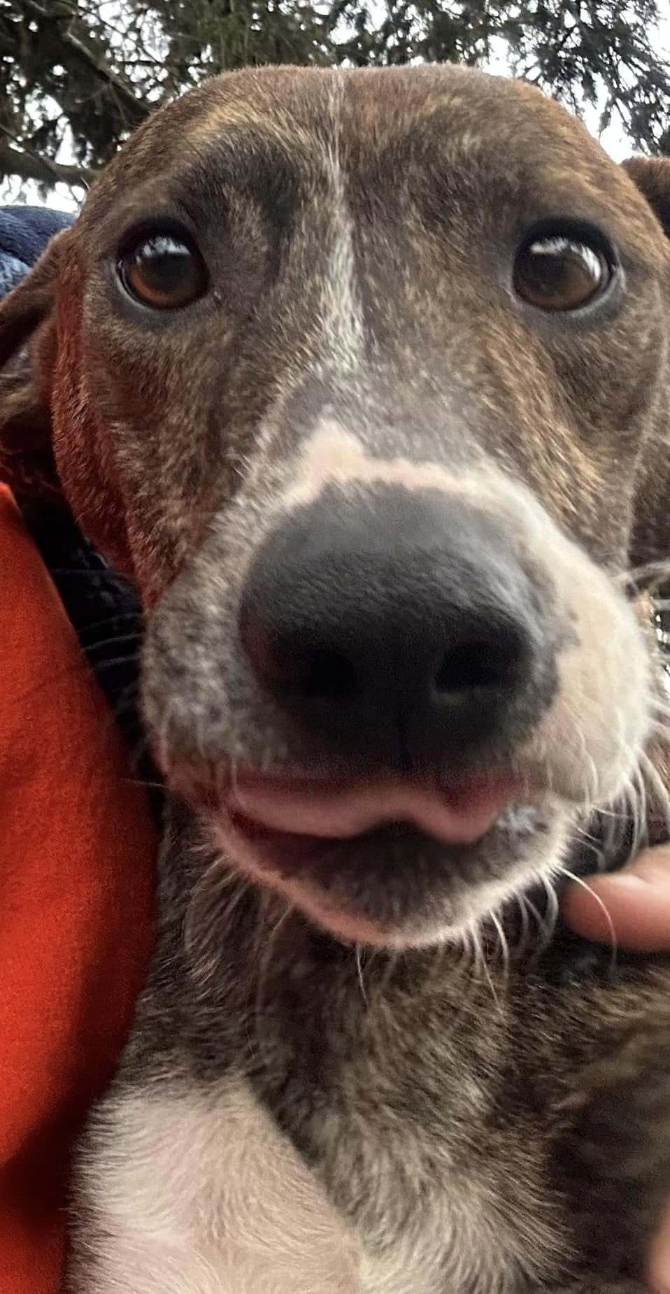 Rufus