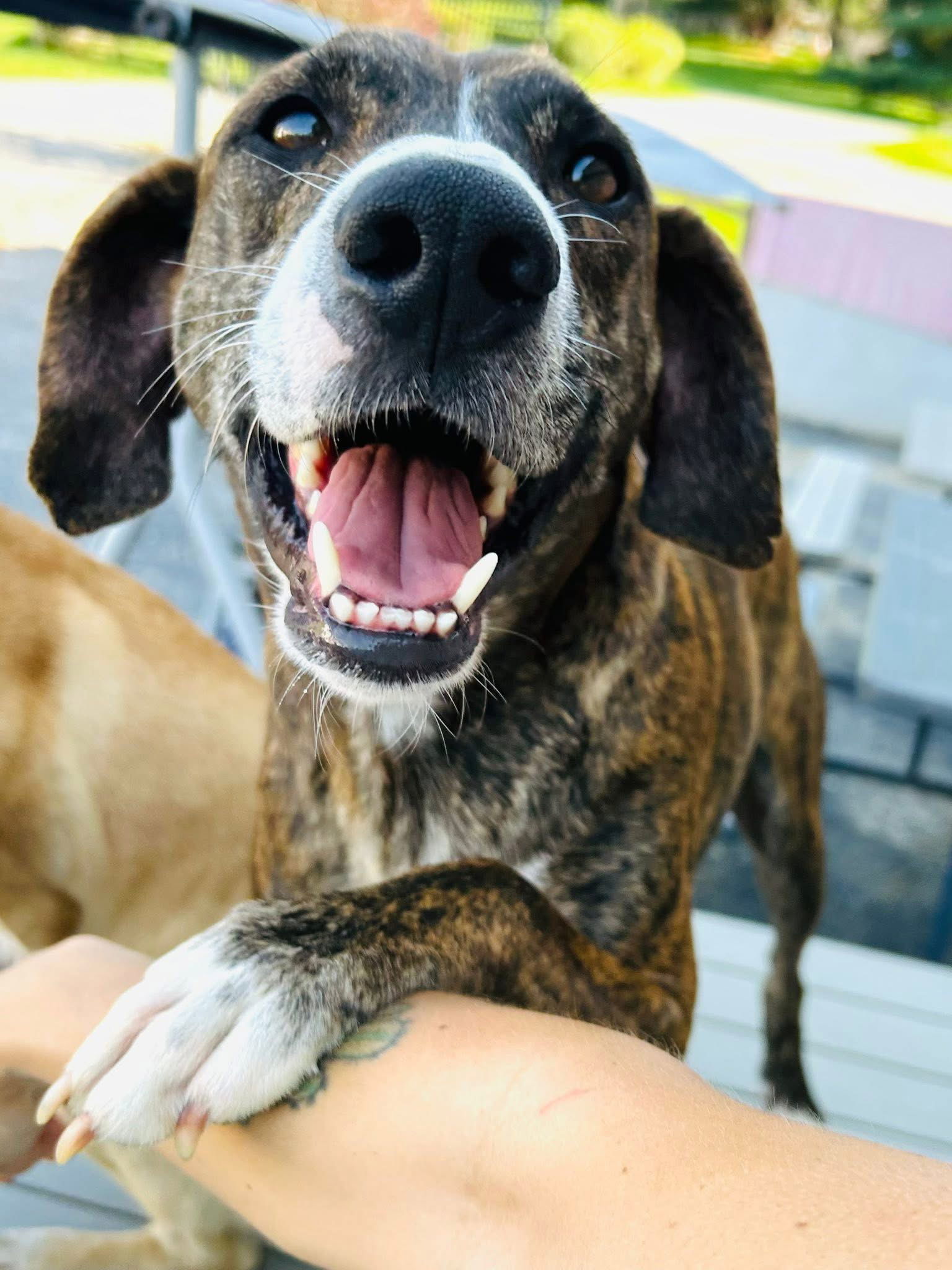 Rufus, an adoptable Greyhound, Whippet in Elizabethtown, PA, 17022 | Photo Image 4