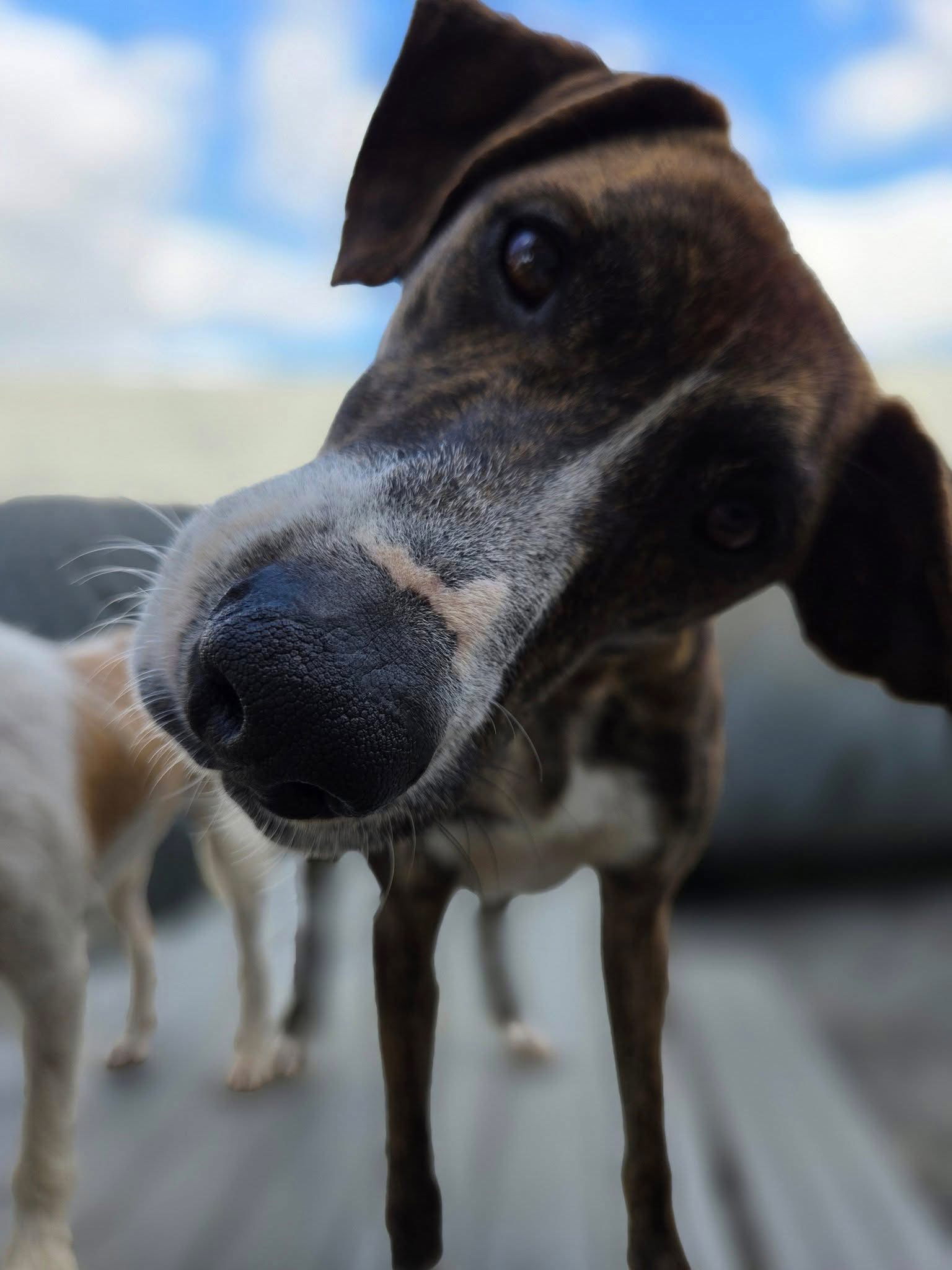 Rufus, an adoptable Greyhound, Whippet in Elizabethtown, PA, 17022 | Photo Image 6