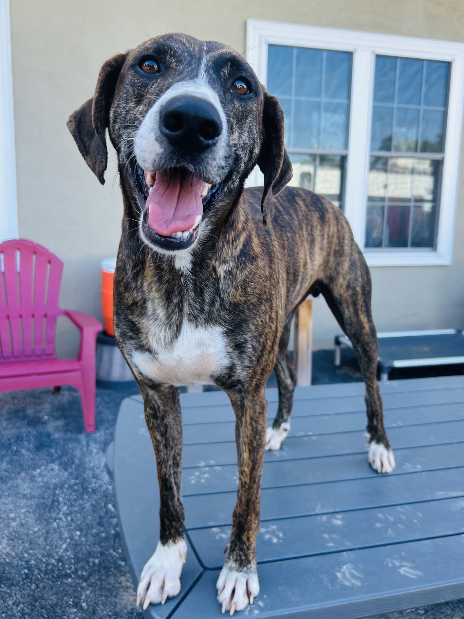 Rufus